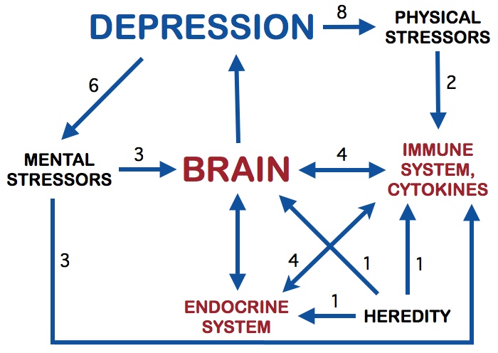 Immune-Cytokine Paradigm of Depression Diagram